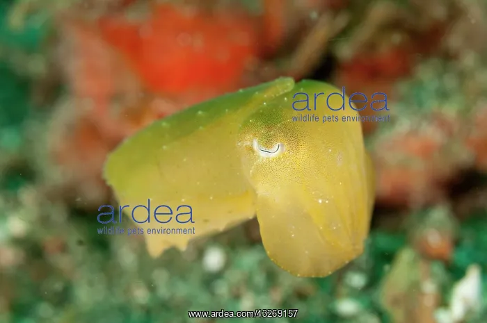 : 80184520 Broadclub Cuttlefish - Juvenile yellow : 80184520 Broadclub Cuttlefish - Juvenile yellow