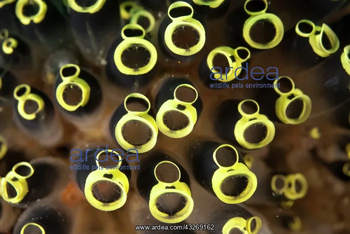 : 80184521 Sea Squirts dive site, Lembeh Straits : 80184521 Sea Squirts dive site, Lembeh Straits