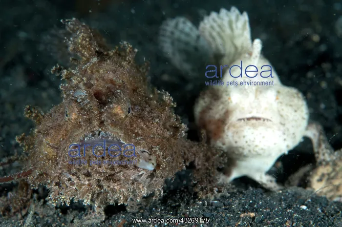  : 80184523 Striped Frogfish - pair on black sand dive