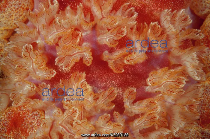  : 80184525 Spanish Dancer Nudibranch - gills during