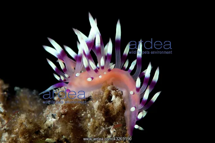 : 80184526 Much-desired Flabellina Nudibranch dive : 80184526 Much-desired Flabellina Nudibranch dive