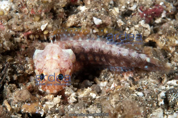 : 80184527 Solar Jawfish - on black sand during nght : 80184527 Solar Jawfish - on black sand during nght