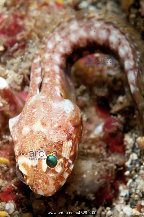 : 80184528 Solar Jawfish - on black sand during nght : 80184528 Solar Jawfish - on black sand during nght