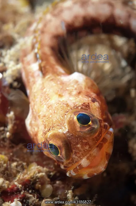 : 80184529 Solar Jawfish - on black sand during nght : 80184529 Solar Jawfish - on black sand during nght