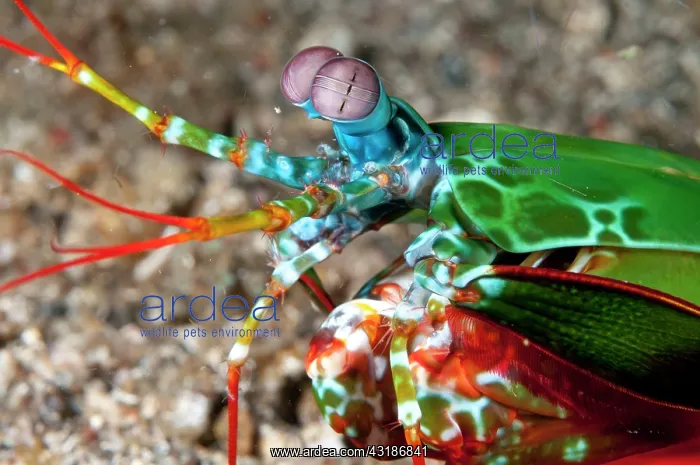 : 80184530 Smashing Mantis Shrimp - on black sand : 80184530 Smashing Mantis Shrimp - on black sand