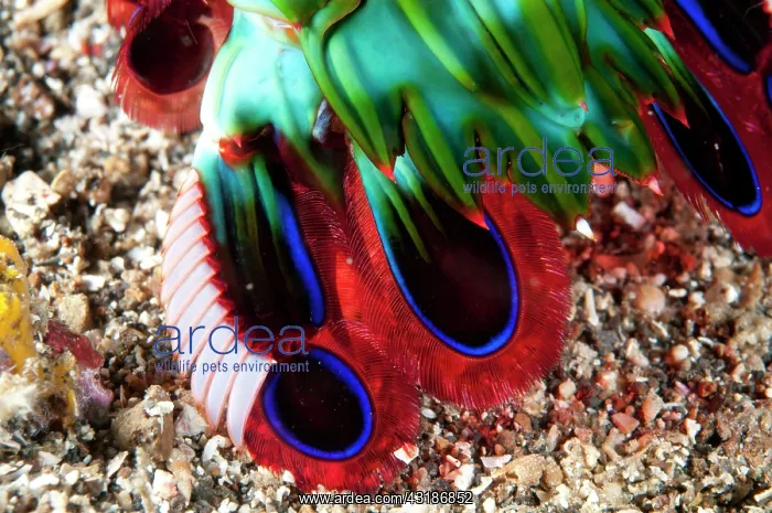 : 80184531 Smashing Mantis Shrimp - tail detail on : 80184531 Smashing Mantis Shrimp - tail detail on