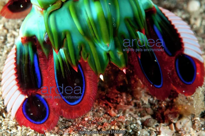 : 80184532 Smashing Mantis Shrimp - tail detail on : 80184532 Smashing Mantis Shrimp - tail detail on