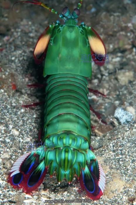 : 80184533 Smashing Mantis Shrimp - on black sand : 80184533 Smashing Mantis Shrimp - on black sand