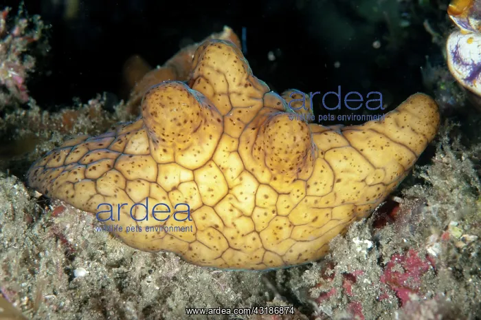 : 80184534 Black Velutnid Snail - during nght dive : 80184534 Black Velutnid Snail - during nght dive
