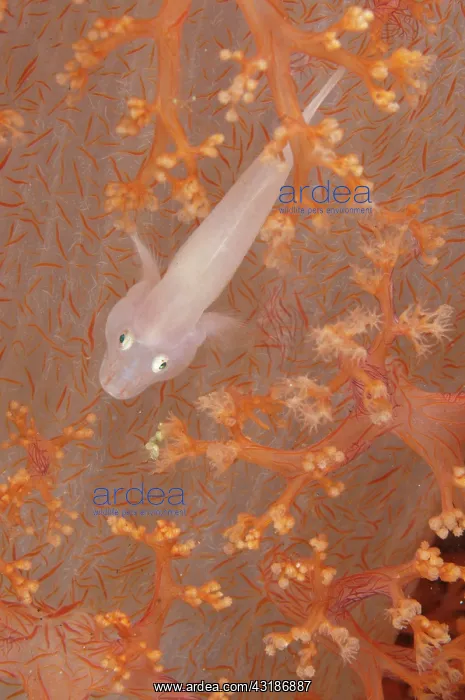 : 80184535 Boldingh's Ghostgoby - in orange soft Glomerate : 80184535 Boldingh's Ghostgoby - in orange soft Glomerate