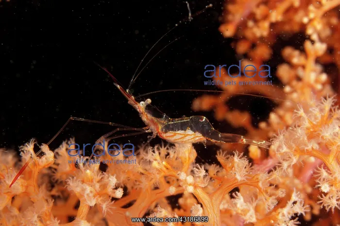 : 80184536 Gorgonian Shrimp - in orange soft Coral : 80184536 Gorgonian Shrimp - in orange soft Coral