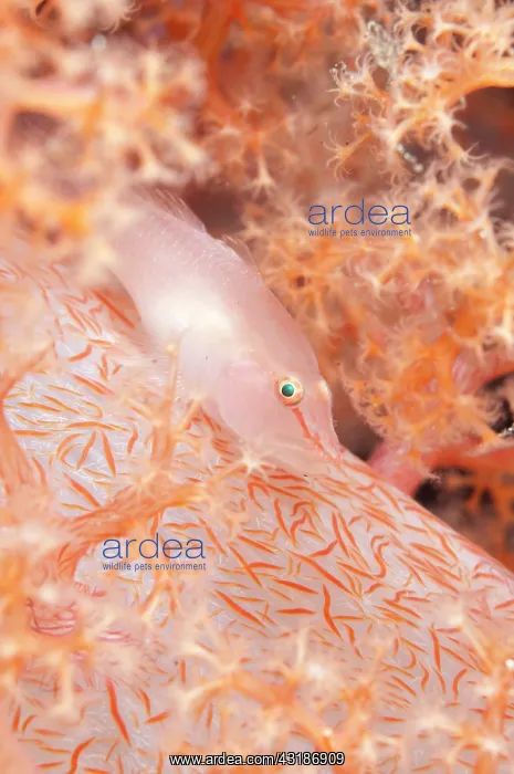 : 80184537 Boldingh's Ghostgoby - in orange soft Glomerate : 80184537 Boldingh's Ghostgoby - in orange soft Glomerate