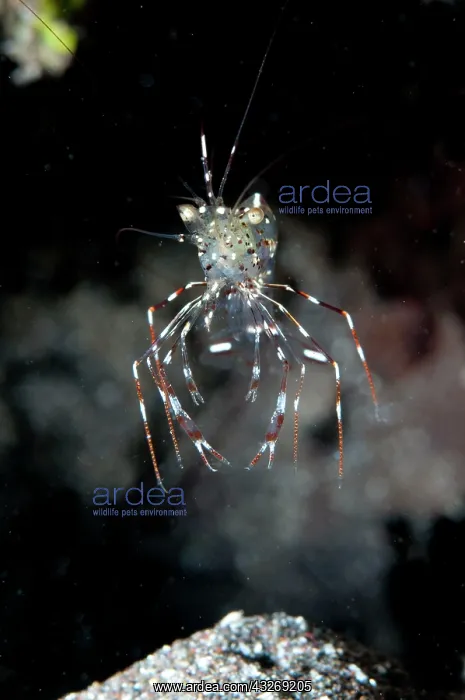 : 80184538 Clear Cleaner Shrimp dive site, Lembeh : 80184538 Clear Cleaner Shrimp dive site, Lembeh