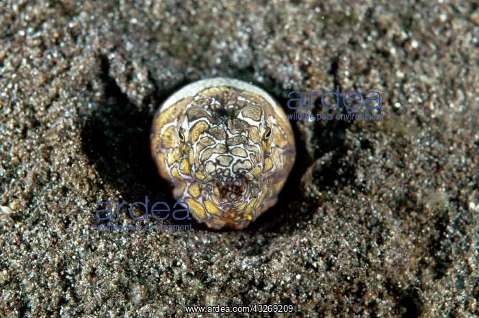 : 80184539 Napoleon Snake Eel - in hole in black sand : 80184539 Napoleon Snake Eel - in hole in black sand