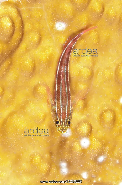 : 80184542 Striped Triplefin - on coral dive site : 80184542 Striped Triplefin - on coral dive site