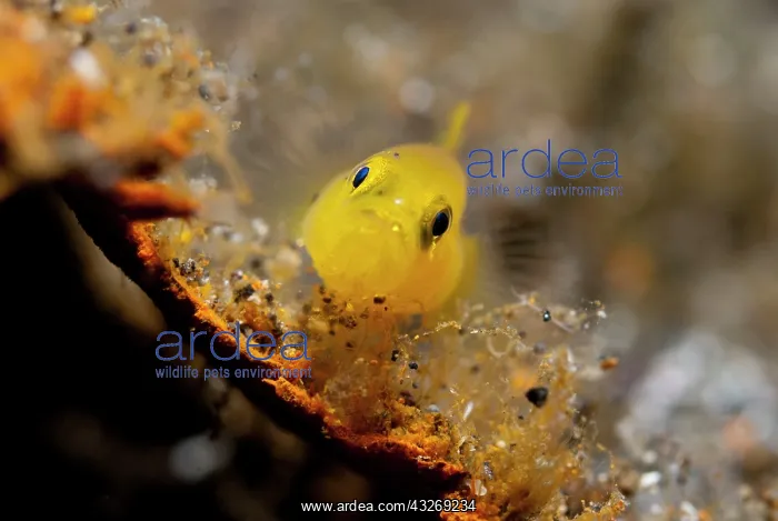 : 80184543 Ornate Goby dive site, Lembeh Straits : 80184543 Ornate Goby dive site, Lembeh Straits