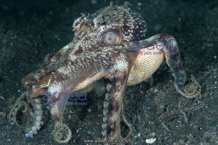 : 80184547 Veined Octopus - walking with shells Jahir : 80184547 Veined Octopus - walking with shells Jahir