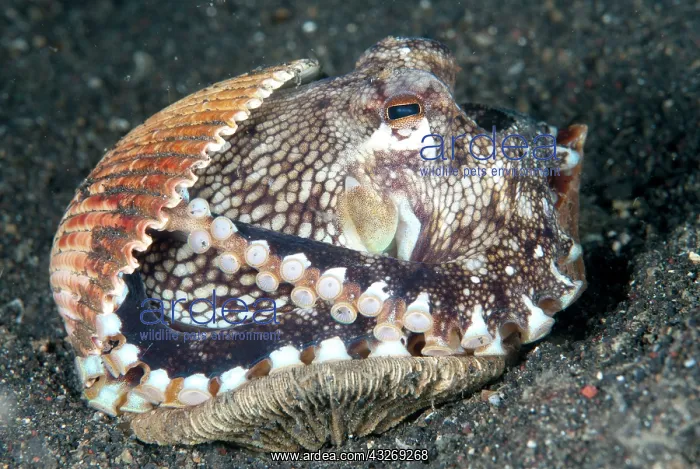 : 80184548 Veined Octopus - protecting itself with : 80184548 Veined Octopus - protecting itself with