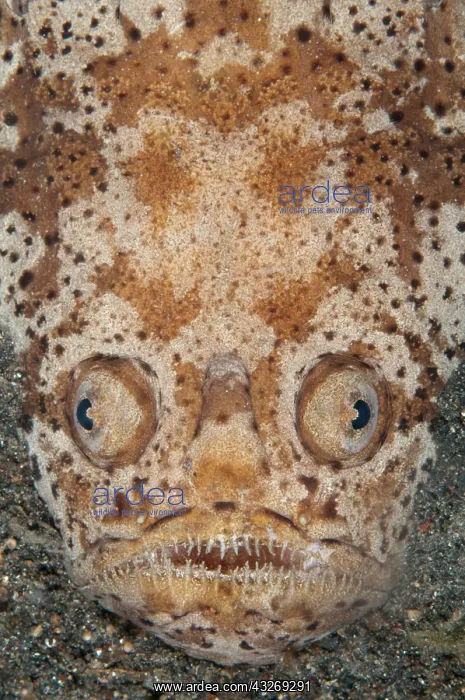 : 80184551 Marbled Stargazer - buried and camouflaged : 80184551 Marbled Stargazer - buried and camouflaged