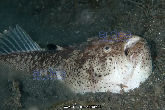 : 80184552 Marbled Stargazer - burying itself in : 80184552 Marbled Stargazer - burying itself in