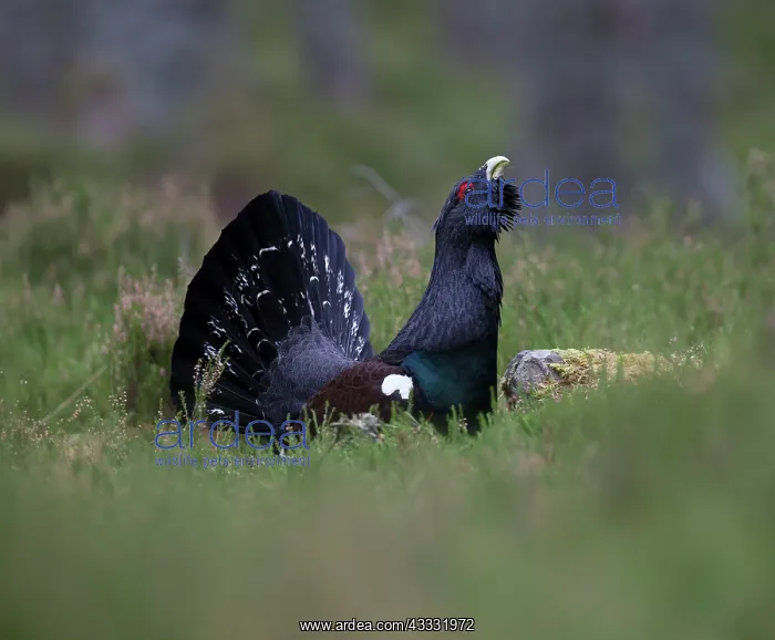: 80184557 Capercaillie - male displaying - Winter : 80184557 Capercaillie - male displaying - Winter