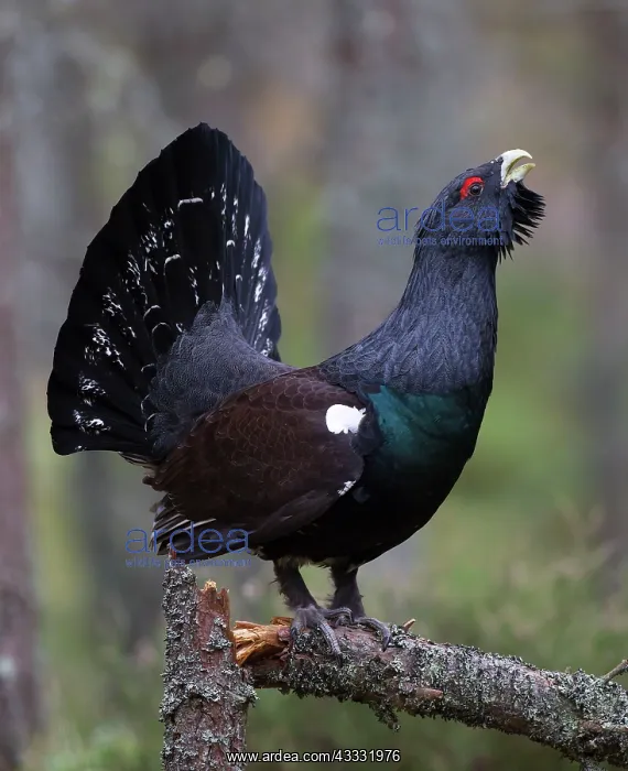 : 80184558 Capercaillie - male displaying - Winter : 80184558 Capercaillie - male displaying - Winter
