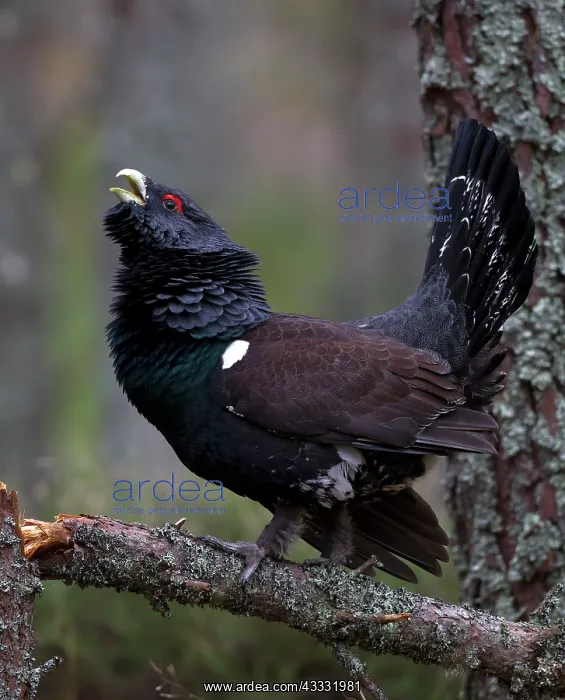 : 80184559 Capercaillie - male displaying - Winter : 80184559 Capercaillie - male displaying - Winter