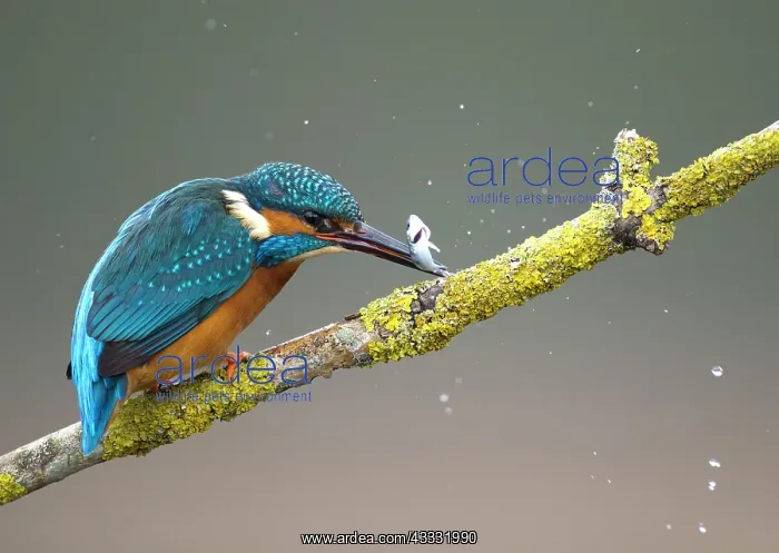 : 80184561 Common Kingfisher - male stunning fish : 80184561 Common Kingfisher - male stunning fish