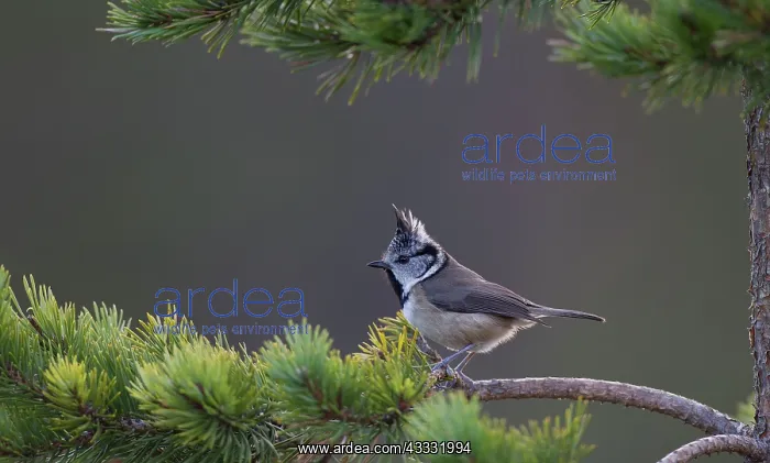 : 80184562 Crested Tit - foraging among pine trees : 80184562 Crested Tit - foraging among pine trees