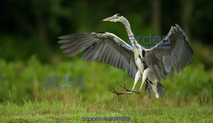 : 80184563 Grey Heron - in flight landing next to : 80184563 Grey Heron - in flight landing next to