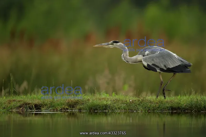 : 80184564 Grey Heron - stalking alongside small pool : 80184564 Grey Heron - stalking alongside small pool