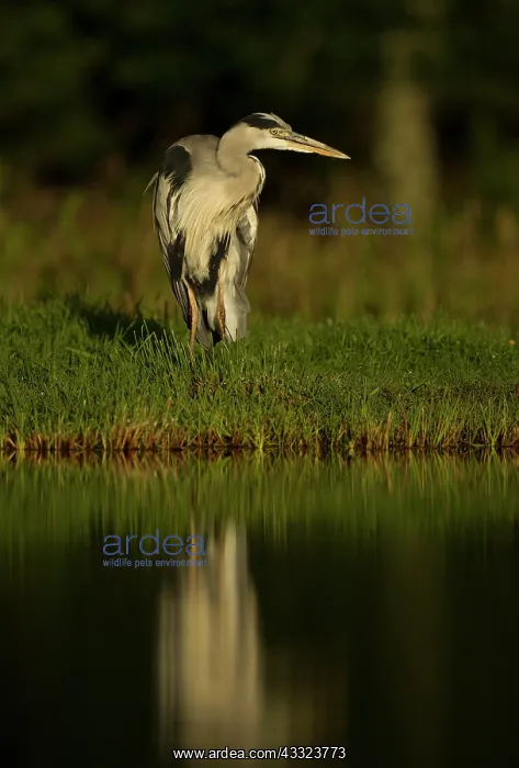  : 80184565 Grey Heron - by pool - August Aviemore