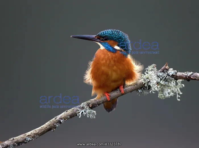 : 80184567 Common Kingfisher - male on branch - Spring : 80184567 Common Kingfisher - male on branch - Spring