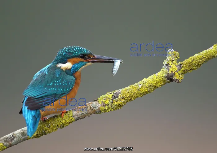 : 80184568 Common Kingfisher - male on branch with : 80184568 Common Kingfisher - male on branch with