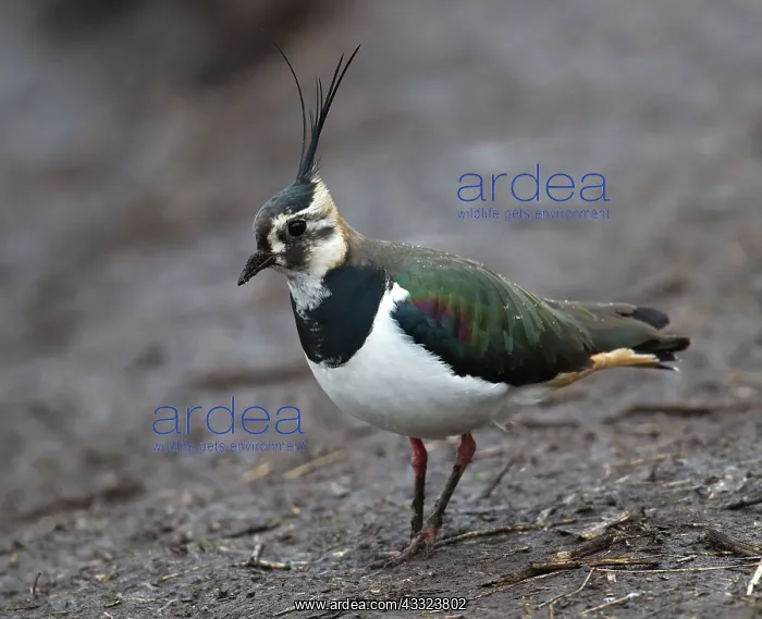 : 80184569 Northern Lapwing - adult foraging - Winter : 80184569 Northern Lapwing - adult foraging - Winter