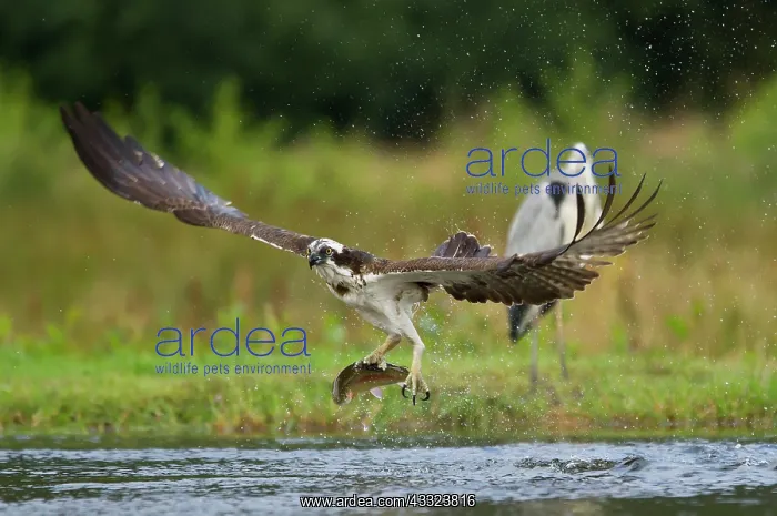 : 80184571 Osprey - in flight with trout prey in talons : 80184571 Osprey - in flight with trout prey in talons