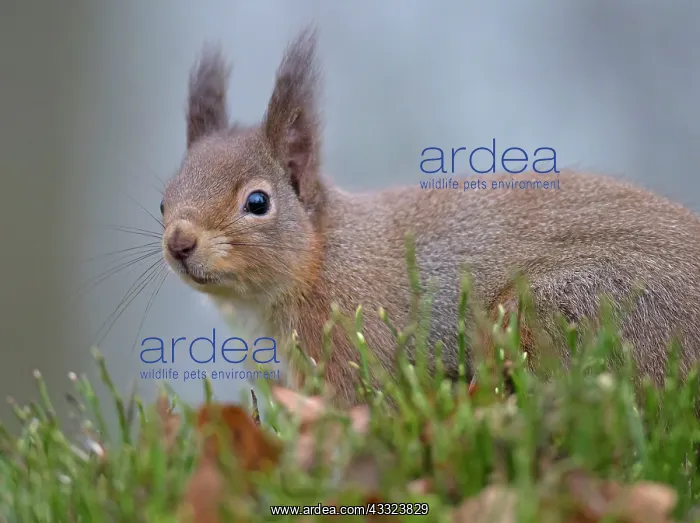 : 80184573 Red Squirrel - Winter Aviemore, Scotland : 80184573 Red Squirrel - Winter Aviemore, Scotland