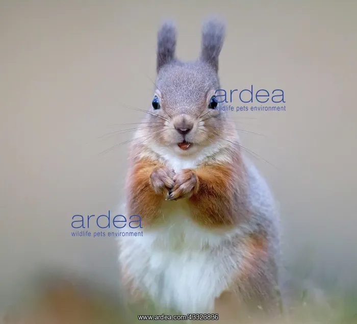 : 80184574 Red Squirrel - eating nut - Winter Aviemore : 80184574 Red Squirrel - eating nut - Winter Aviemore