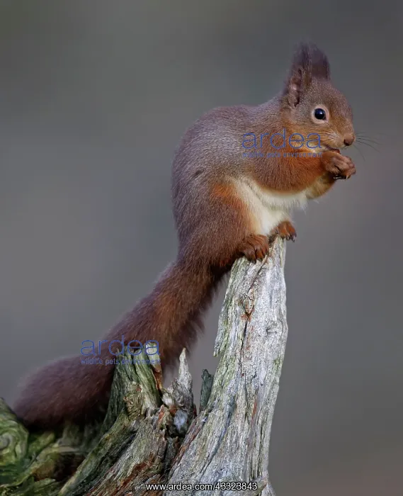  : 80184575 Red Squirrel - eating nut - Winter Aviemore