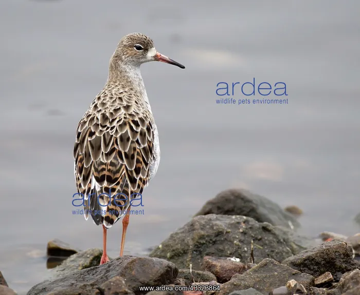 : 80184578 Ruff - adult on shoreline - Winter Martin : 80184578 Ruff - adult on shoreline - Winter Martin