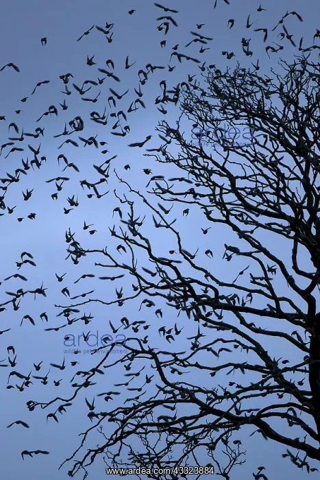 : 80184581 Starlings - departing tree before roosting : 80184581 Starlings - departing tree before roosting