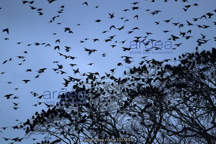 : 80184582 Starlings - departing tree before roosting : 80184582 Starlings - departing tree before roosting