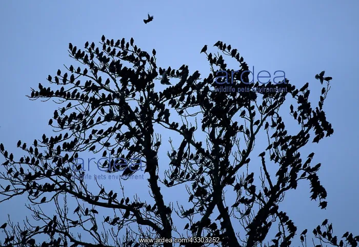 : 80184583 Starlings - perched in tree before departing : 80184583 Starlings - perched in tree before departing