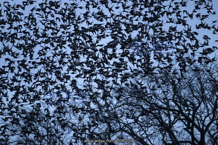 : 80184584 Starlings - departing tree before roosting : 80184584 Starlings - departing tree before roosting
