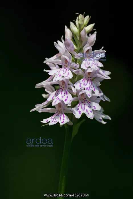 : 80184591 Common Spotted Orchid - with dark woodland : 80184591 Common Spotted Orchid - with dark woodland