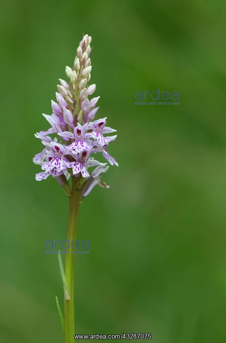 : 80184592 Common Spotted Orchid - in former quarry : 80184592 Common Spotted Orchid - in former quarry