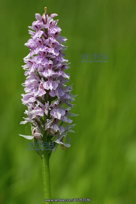 : 80184593 Common Spotted Orchid - growing in flower : 80184593 Common Spotted Orchid - growing in flower