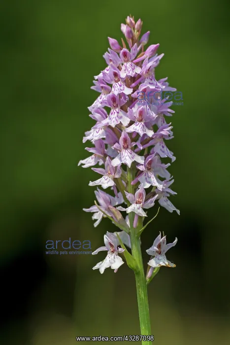 : 80184594 Common Spotted Orchid - growing in flower : 80184594 Common Spotted Orchid - growing in flower