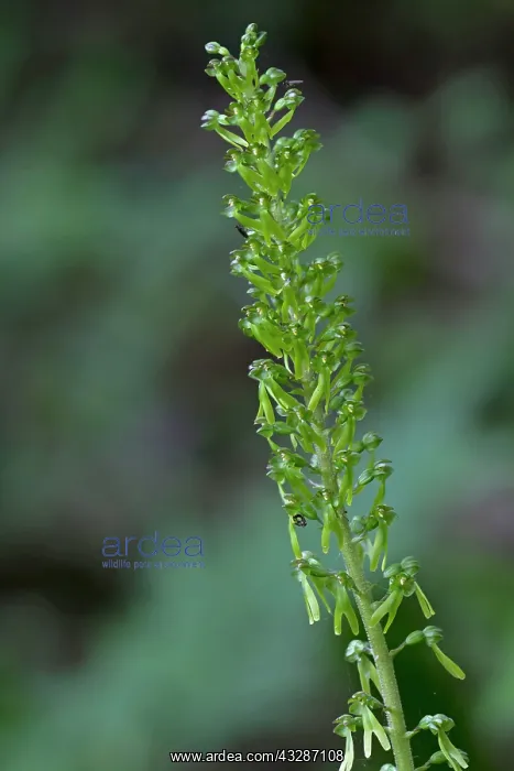 : 80184595 Common Twayblade Orchid - with dark woodland : 80184595 Common Twayblade Orchid - with dark woodland