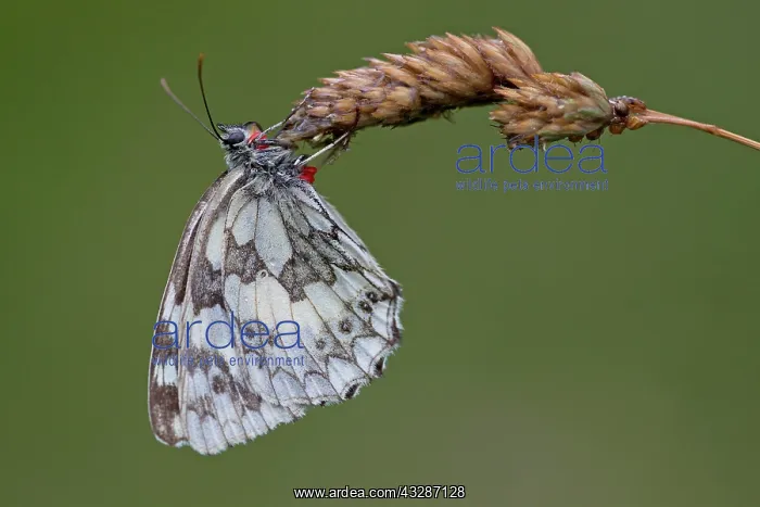 : 80184597 Marbled White Butterfly - male with ticks : 80184597 Marbled White Butterfly - male with ticks